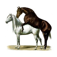 horses